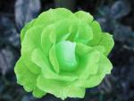 Green Rose