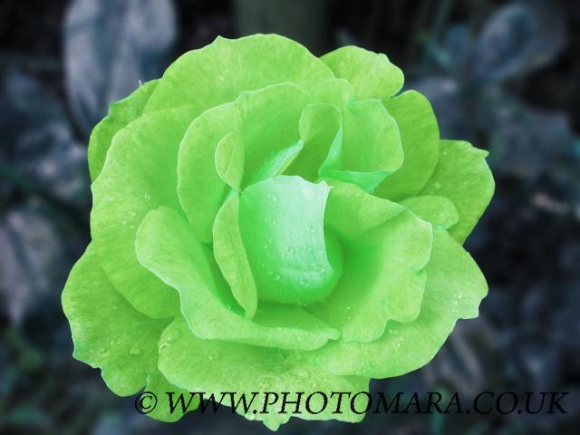 Green Rose