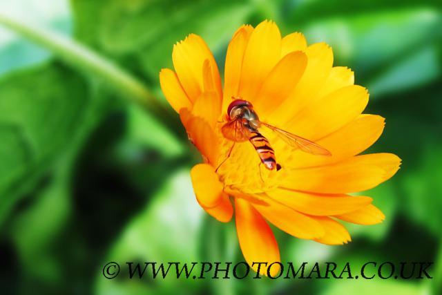 Nectar Gathering