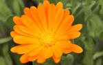 Marigold flower