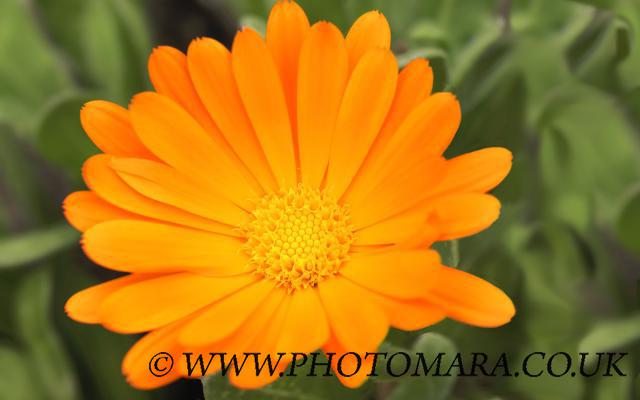 Marigold flower