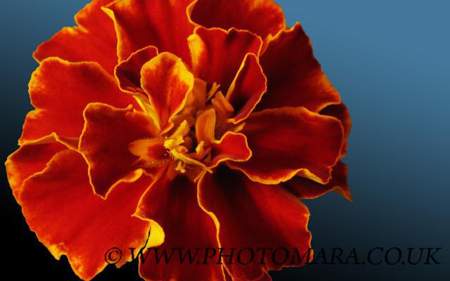 Marigold French