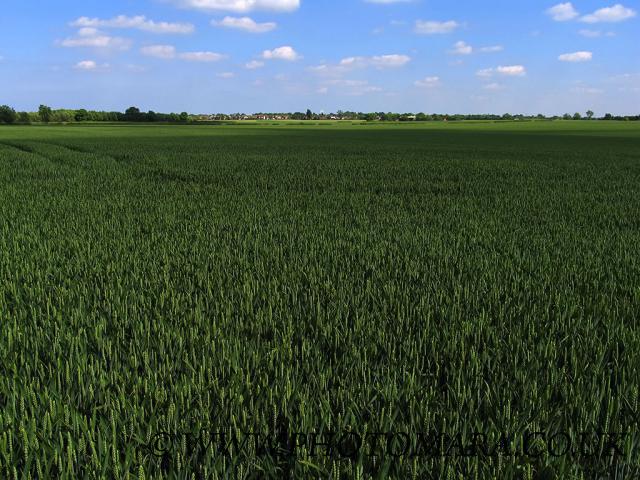 Fields of wheat