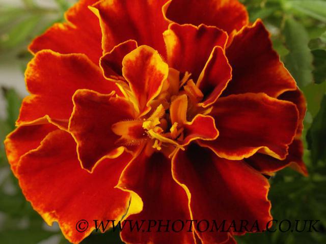 French Marigold