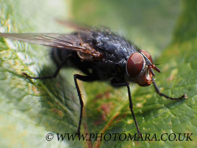 Small Fly